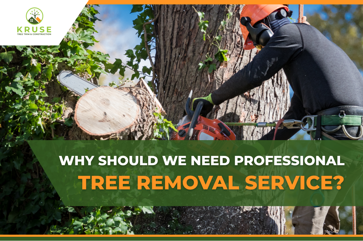 Why Should We Need Professional Tree Removal Service?